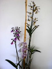 orchid plant arrangement