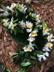 maile with plumeria wrap