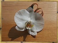 Corsages and Boutonnieres