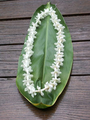 Stephanotis