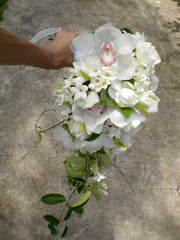 Cascade 6